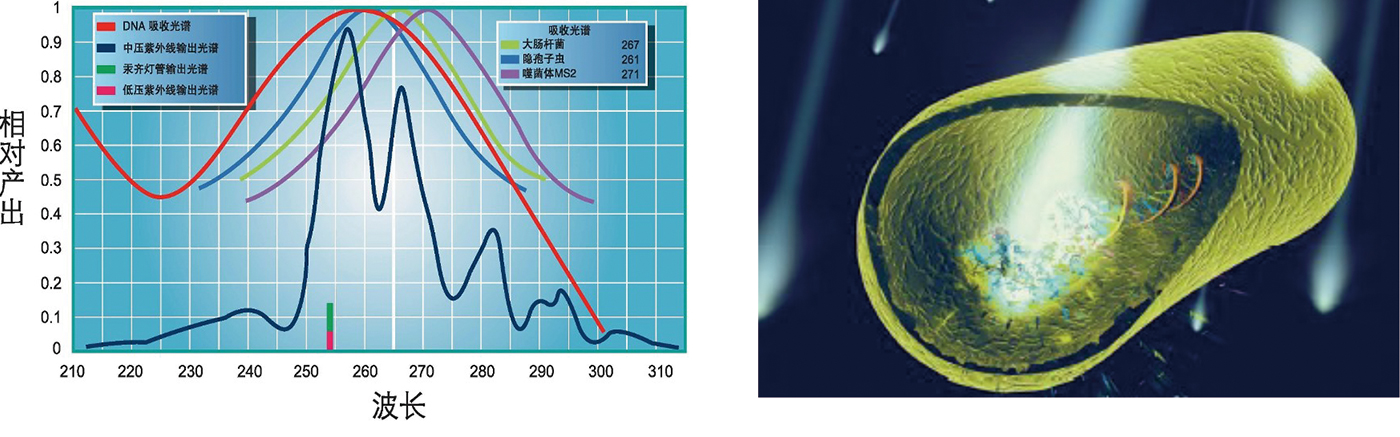 Medium-pressure UV sterilizer for food and beverages