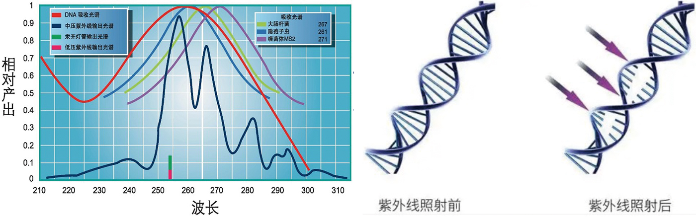 Medium-pressure UV sterilizer for aquaculture