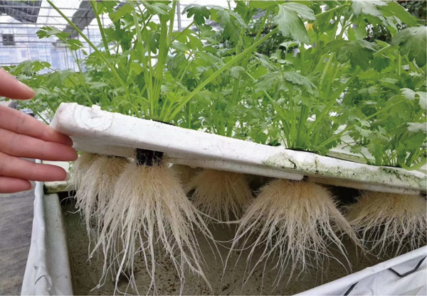 Planting (soilless cultivation) medium-pressure ultraviolet disinfector